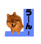 ぽんちゃんのスタンプ♡（個別スタンプ：19）