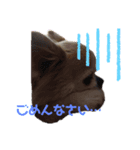 チワワのムサシ（個別スタンプ：6）