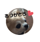 チワワのムサシ（個別スタンプ：8）