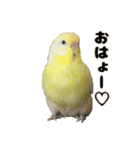 kawaiiインコちゃん`s（個別スタンプ：1）