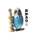 kawaiiインコちゃん`s（個別スタンプ：2）