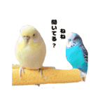 kawaiiインコちゃん`s（個別スタンプ：3）