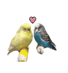 kawaiiインコちゃん`s（個別スタンプ：4）