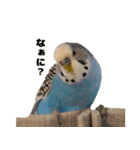 kawaiiインコちゃん`s（個別スタンプ：5）