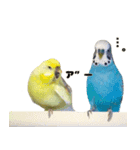 kawaiiインコちゃん`s（個別スタンプ：8）