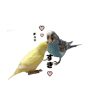 kawaiiインコちゃん`s（個別スタンプ：9）