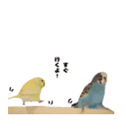 kawaiiインコちゃん`s（個別スタンプ：10）
