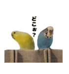 kawaiiインコちゃん`s（個別スタンプ：12）