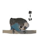 kawaiiインコちゃん`s（個別スタンプ：14）