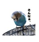 kawaiiインコちゃん`s（個別スタンプ：16）