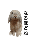 うさぎのじぇじぇpart2（個別スタンプ：1）