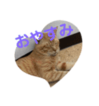 みぃーこくん（個別スタンプ：2）