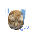 みぃーこくん（個別スタンプ：4）