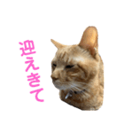 みぃーこくん（個別スタンプ：13）