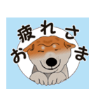 プリティな柴犬の挨拶（個別スタンプ：2）