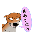 プリティな柴犬の挨拶（個別スタンプ：7）