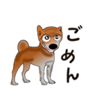 プリティな柴犬の挨拶（個別スタンプ：20）