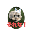 そうです、ぼくがパブロですvo.1（個別スタンプ：5）