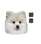 フジタさんちのちよまるくん（個別スタンプ：1）