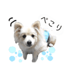 フジタさんちのちよまるくん（個別スタンプ：4）