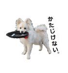 フジタさんちのちよまるくん（個別スタンプ：5）
