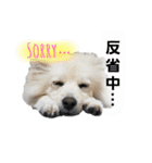 フジタさんちのちよまるくん（個別スタンプ：10）