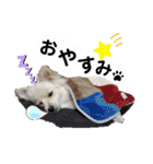 フジタさんちのちよまるくん（個別スタンプ：11）