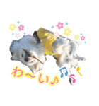 フジタさんちのちよまるくん（個別スタンプ：16）