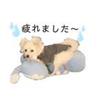 フジタさんちのちよまるくん（個別スタンプ：19）