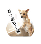 フジタさんちのちよまるくん（個別スタンプ：22）