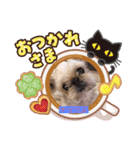 ナッツよ（個別スタンプ：3）