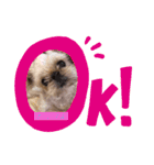ナッツよ（個別スタンプ：5）
