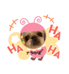 ナッツよ（個別スタンプ：6）