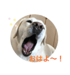 もとらら（個別スタンプ：1）