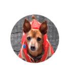 ルビー dog dog（個別スタンプ：1）
