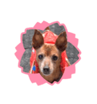 ルビー dog dog（個別スタンプ：2）