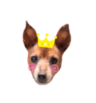 ルビー dog dog（個別スタンプ：3）