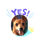 ルビー dog dog（個別スタンプ：5）