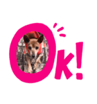 ルビー dog dog（個別スタンプ：7）