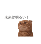 猫との暮らしは素晴らしい（個別スタンプ：1）