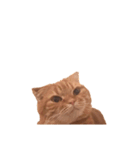 猫との暮らしは素晴らしい（個別スタンプ：2）