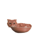 猫との暮らしは素晴らしい（個別スタンプ：3）