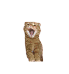 猫との暮らしは素晴らしい（個別スタンプ：5）