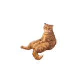 猫との暮らしは素晴らしい（個別スタンプ：6）
