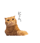猫との暮らしは素晴らしい（個別スタンプ：7）