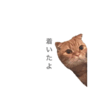 猫との暮らしは素晴らしい（個別スタンプ：11）