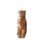 猫との暮らしは素晴らしい（個別スタンプ：14）