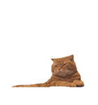 猫との暮らしは素晴らしい（個別スタンプ：15）
