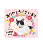 「ハチワレ猫」（個別スタンプ：1）