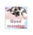 愛犬さらのスタンプです（個別スタンプ：1）